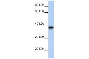 DMRTC2 antibody used at 0. (DMRTC2 抗体  (N-Term))