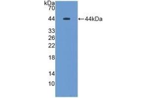 Detection of Recombinant MUC5B, Rat using Polyclonal Antibody to Mucin 5 Subtype B (MUC5B) (MUC5B 抗体  (AA 898-1002))