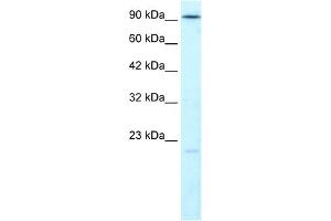LIG4 antibody used at 1. (LIG4 抗体  (N-Term))