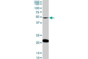 Western Blotting (WB) image for anti-NAD Kinase (NADK) (AA 1-446) antibody (ABIN566302)