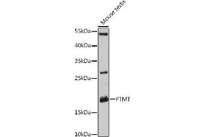 Western blot analysis of extracts of Mouse testis, using FTMT antibody (ABIN6131978, ABIN6140793, ABIN6140794 and ABIN6216652) at 1:3000 dilution. (Ferritin Mitochondrial 抗体  (AA 183-242))