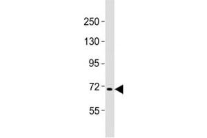 Western blot testing of FBXW7 antibody at 1:2000 dilution + Raji lysate (FBXW7 抗体  (N-Term))