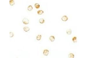 Immunohistochemistry (IHC) image for anti-Lysine (K)-Specific Demethylase 6B (Kdm6b) (N-Term) antibody (ABIN1031425) (Kdm6b 抗体  (N-Term))