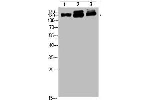 Western blot analysis of 823 293T-UV HELA Cell Lysate, antibody was diluted at 1:1000 (NFAT5 抗体  (AA 1268-1341))