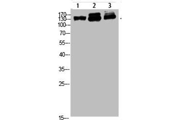 NFAT5 Antikörper  (AA 1268-1341)