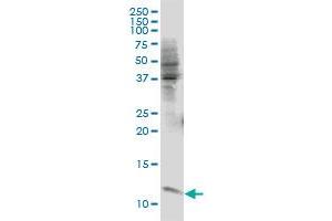 ERH monoclonal antibody (M07), clone 1H4 Western Blot analysis of ERH expression in IMR-32 (ERH 抗体  (AA 1-104))