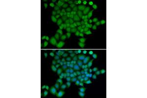 Immunofluorescence (IF) image for anti-Neural Precursor Cell Expressed, Developmentally Down-Regulated 9 (NEDD9) antibody (ABIN1873870) (NEDD9 抗体)