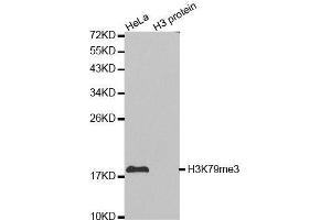 Western blot analysis of extracts of various cell lines, using TriMethyl-Histone H3-K79 antibody. (Histone 3 抗体  (H3K79me3))