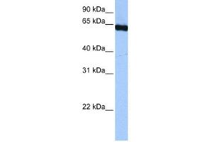 WB Suggested Anti-PUF60  Antibody Titration: 0. (PUF60 抗体  (C-Term))