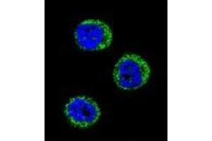 Confocal immunofluorescent analysis of Haptoglobin Antibody (Center) Cat. (Haptoglobin 抗体  (Middle Region))