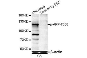 Western blot analysis of extracts of C6 cells, using Phospho-APP-T668 antibody (ABIN5969869) at 1/1000 dilution. (APP 抗体  (pThr743))