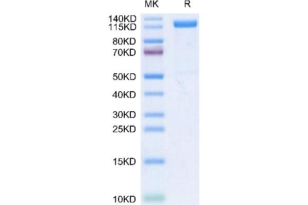 Klotho beta Protein (KLB) (His tag)