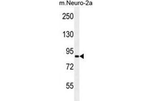 VWA3B Antibody (C-term) western blot analysis in mouse Neuro-2a cell line lysates (35 µg/lane). (VWA3B 抗体  (C-Term))