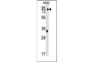 Image no. 1 for anti-TANK-Binding Kinase 1 (TBK1) (Ser172) antibody (ABIN360254) (TBK1 抗体  (Ser172))