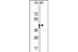 MRPS31 Antibody (Center) (ABIN1538106 and ABIN2850176) western blot analysis in HL-60 cell line lysates (35 μg/lane). (MRPS31 抗体  (AA 219-247))