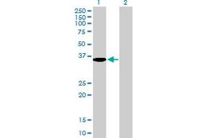 Western Blot analysis of SDS expression in transfected 293T cell line by SDS MaxPab polyclonal antibody. (serine Dehydratase 抗体  (AA 1-328))
