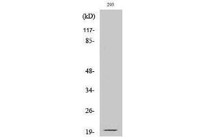 Western Blotting (WB) image for anti-Ephrin A2 (EFNA2) (Asn188), (cleaved) antibody (ABIN3172770) (Ephrin A2 抗体  (Asn188, cleaved))