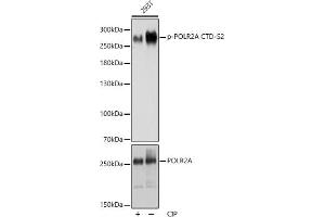 Western blot analysis of extracts of 293T cells, using Phospho-POLR2A CTD-S2 antibody (ABIN6135286, ABIN6136194, ABIN6136195 and ABIN6225651) at 1:1000 dilution or POLR2A antibody (ABIN3022932, ABIN3022933, ABIN3022934 and ABIN6219303). (POLR2A/RPB1 抗体  (pSer2))