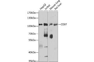 Western blot analysis of extracts of various cell lines, using CD97 antibody (ABIN1679103, ABIN3018090, ABIN3018091 and ABIN6220356) at 1:1000 dilution. (ADGRE5 (AA 240-435) 抗体)