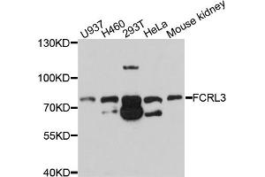 Western blot analysis of extracts of various cell lines, using FCRL3 antibody (ABIN4903658) at 1:1000 dilution. (FCRL3 抗体)