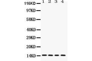 Western blot analysis of Galectin 1 expression in rat testis extract ( Lane 1), mouse spleen extract ( Lane 2), HELA whole cell lysates ( Lane 3) and SMMC whole cell lysates ( Lane 4).