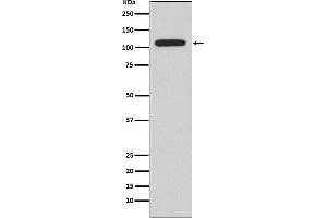 Western blot analysis of NFAT2 expression in Ramos cell lysate.
