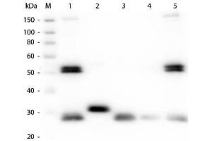 Western Blot of Anti-Rat IgG (H&L) (GOAT) Antibody (Min X Bv Ch Gt GP Ham Hs Hu Ms Rb & Sh Serum Proteins) . (山羊 anti-大鼠 IgG (Heavy & Light Chain) Antibody (Atto 550) - Preadsorbed)