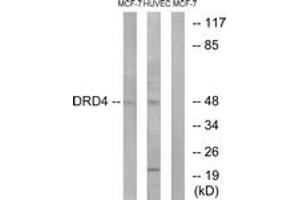 Western blot analysis of extracts from MCF-7/HuvEc cells, using DRD4 Antibody. (DRD4 抗体  (AA 355-404))