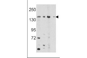 Western blot analysis of OPLAH Antibody (N-term) (ABIN391687 and ABIN2841592) in K562, HepG2 cell line lysates and mouse bladder, liver tissue lysates (35 μg/lane). (OPLAH 抗体  (N-Term))
