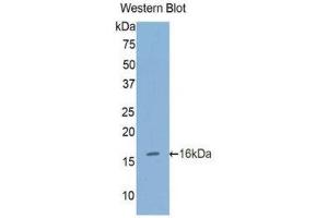Western Blotting (WB) image for anti-Furin (Paired Basic Amino Acid Cleaving Enzyme) (FURIN) (AA 385-500) antibody (ABIN1858927) (FURIN 抗体  (AA 385-500))