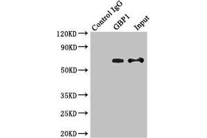Immunoprecipitating GBP1 in MCF-7 whole cell lysate Lane 1: Rabbit control IgG instead of (1 μg) instead of ABIN7156649 in MCF-7 whole cell lysate.