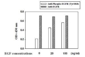 A431 cells were stimulated by different concentrations of EGF for 10 min at 37 (EGFR ELISA 试剂盒)