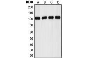 Western blot analysis of GPR110 expression in MCF7 (A), HeLa (B), mouse kidney (C), rat brain (D) whole cell lysates. (G Protein-Coupled Receptor 110 抗体  (C-Term))