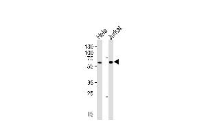 Western blot analysis of lysates from HeLa, Jurkat cell line (from left to right), using HPSE2 Antibody at 1:1000 at each lane. (Heparanase 2 抗体  (C-Term))