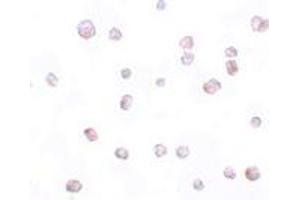 Immunohistochemistry (IHC) image for anti-Secernin 2 (SCRN2) (C-Term) antibody (ABIN1030649) (SCRN2 抗体  (C-Term))