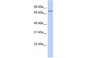 Western Blotting (WB) image for anti-Zinc Finger Protein 45 (ZNF45) antibody (ABIN2458161) (ZNF45 抗体)