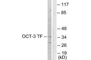 Western Blotting (WB) image for anti-POU Class 5 Homeobox 1 (POU5F1) (Internal Region) antibody (ABIN1848708) (OCT4 抗体  (Internal Region))