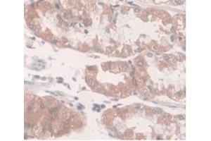DAB staining on IHC-P Samples:Human Stomach Tissue (SLC40A1 抗体  (AA 127-321))