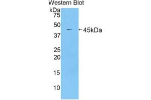 Western blot analysis of the recombinant protein. (Lactoferrin 抗体  (AA 550-707))