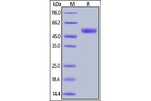 Human CD94, Mouse IgG2a Fc Tag on  under reducing (R) condition. (CD94 Protein (AA 32-179) (Fc Tag))