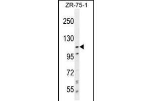 Western blot analysis in ZR-75-1 cell line lysates (35ug/lane). (PCDHa8 抗体  (C-Term))