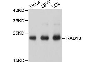Western blot analysis of extracts of various cell lines, using RAB13 antibody (ABIN4904922) at 1:1000 dilution. (RAB13 抗体)