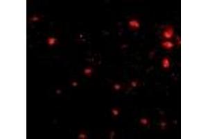 Immunofluorescence (IF) image for anti-Fasciculation and Elongation Protein zeta 2 (Zygin II) (FEZ2) (Middle Region) antibody (ABIN1030932) (FEZ2 抗体  (Middle Region))