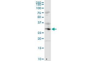 MED6 MaxPab rabbit polyclonal antibody. (MED6 抗体  (AA 1-246))