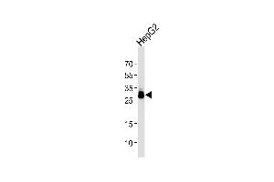 Western blot analysis of lysate from HepG2 cell line using T1 Antibody (ABIN1944801 and ABIN2838504). (PPT1 抗体  (AA 1-306))