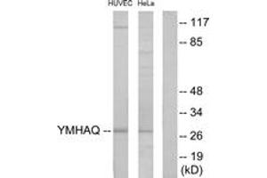 Western Blotting (WB) image for anti-14-3-3 theta (YWHAQ) (AA 41-90) antibody (ABIN2889841) (14-3-3 theta 抗体  (AA 41-90))
