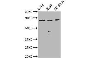 Western Blot Positive WB detected in: A549 whole cell lysate, 293T whole cell lysate, SH-SY5Y whole cell lysate All lanes: ZC3H14 antibody at 3. (ZC3H14 抗体  (AA 176-306))