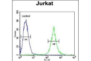 ITD1 Antibody (Center) 4921c flow cytometric analysis of Jurkat cells (right histogram) compared to a negative control cell (left histogram). (APITD1 抗体  (AA 48-74))