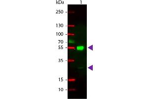 Western Blot of Rhodamine Conjugated Goat anti-Mouse IgG Secondary Antibody. (山羊 anti-小鼠 IgG (Heavy & Light Chain) Antibody (TRITC) - Preadsorbed)