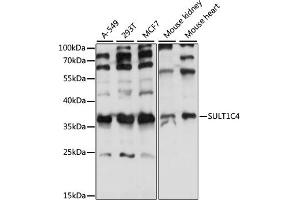 Western blot analysis of extracts of various cell lines, using SULT1C4 antibody (ABIN7270631) at 1:1000 dilution. (SULT1C4 抗体  (AA 1-95))